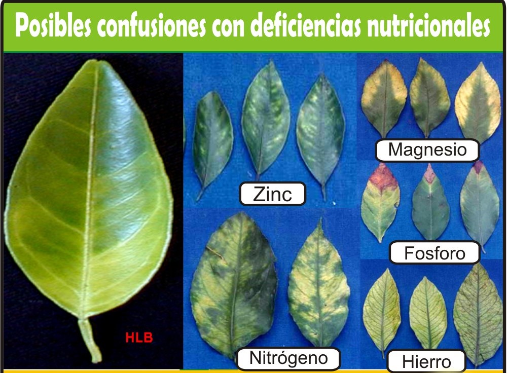 Tus Plantas se ven Asi? Es por falta de Nutrientes