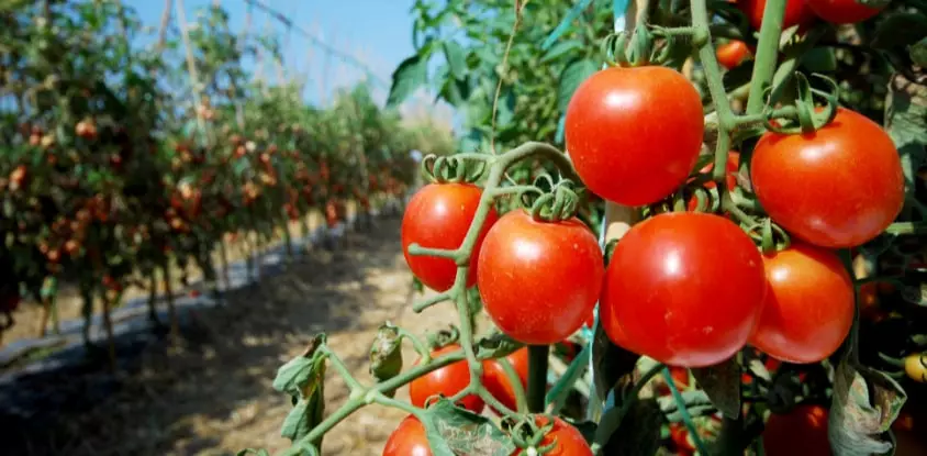 ¿por qué poner sal al pie de tus plantas de tomate?
